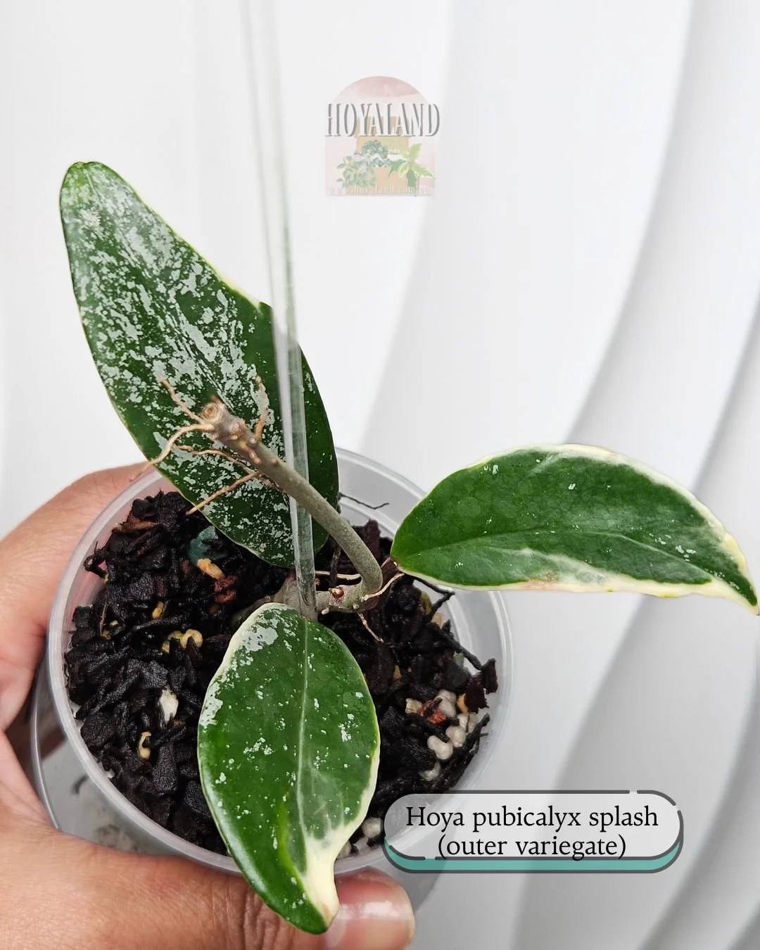 Ultra Rare Hoya Pubicalyx pink silver albo outer variegated splash